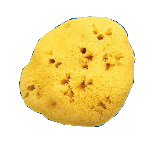 SPUGNA NATURALE FORI L 12/13CM 9 - farmaster.it