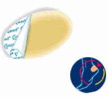COMPEED VESCICHE CEROTTI FORMATO MEDIO 5 PEZZI - farmaster.it